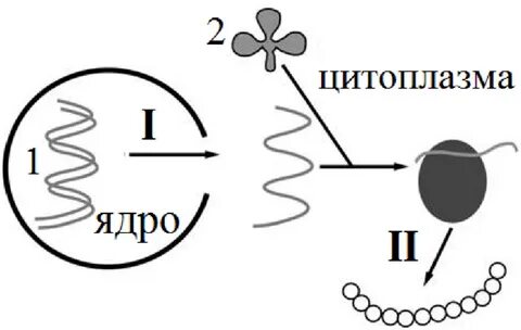 Процесс обозначенный цифрой 2