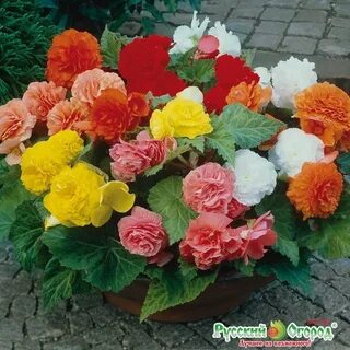 Бегония нон стоп из семян