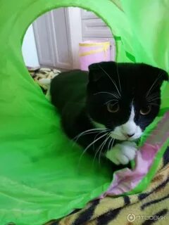 Кот фикс