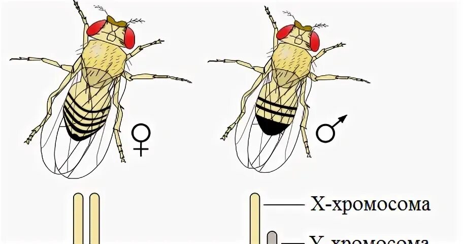 Балансовая теория определения пола у дрозофилы. Пиктограмма Муха дрозофила.