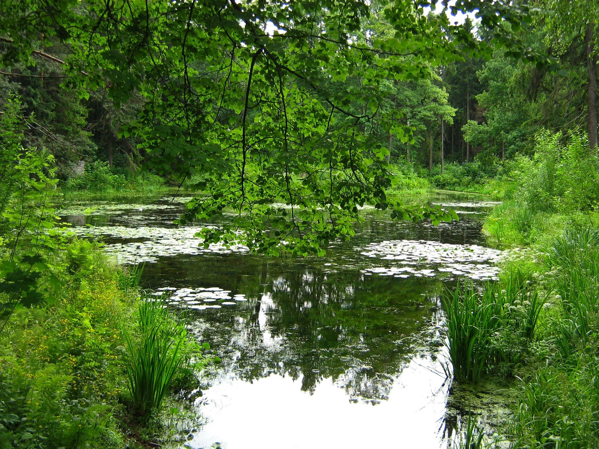 Текст по берегам лесных малых рек. Лесная река. Природа лес река. Речка в лесу. Леса с речкой.