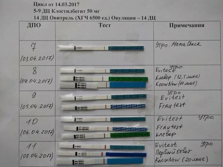 Спустя какое время можно делать тест. Стимуляция овуляции клостилбегитом схема. тесты на беременность по дням. тесты после оплодотворения. текст на беременность когда делать.