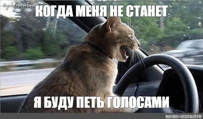 Мне подмигивать собака из проезжающего мимо трамвая