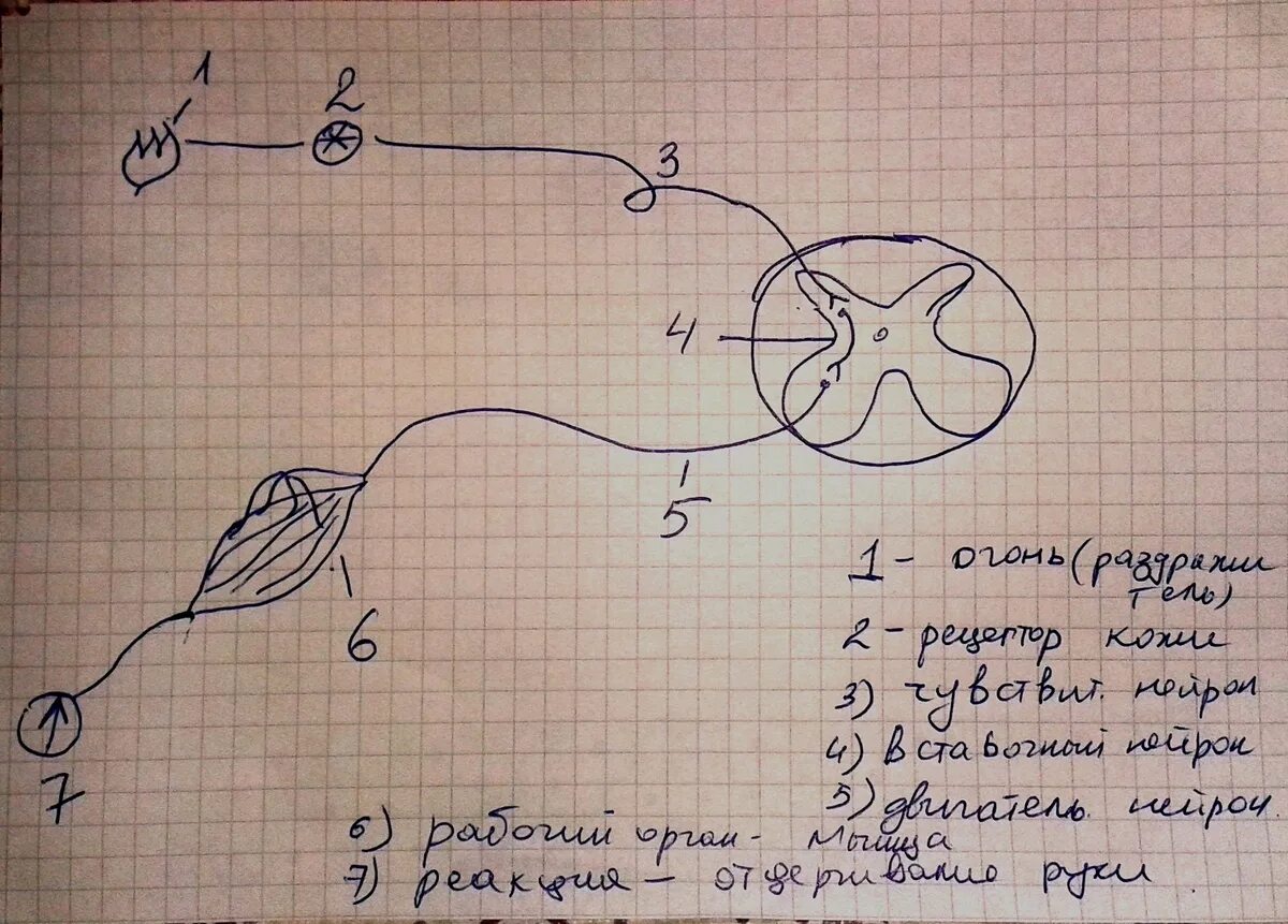 Рефлекс отдергивания руки от горячего. Схема рефлекторной дуги отдергивания руки от горячего предмета. Схема рефлекторной дуги отдергивания руки. Рефлекторная дуга отдергивания руки от горячего предмета. Схема рефлекторной дуги отдергивания руки от горячего.