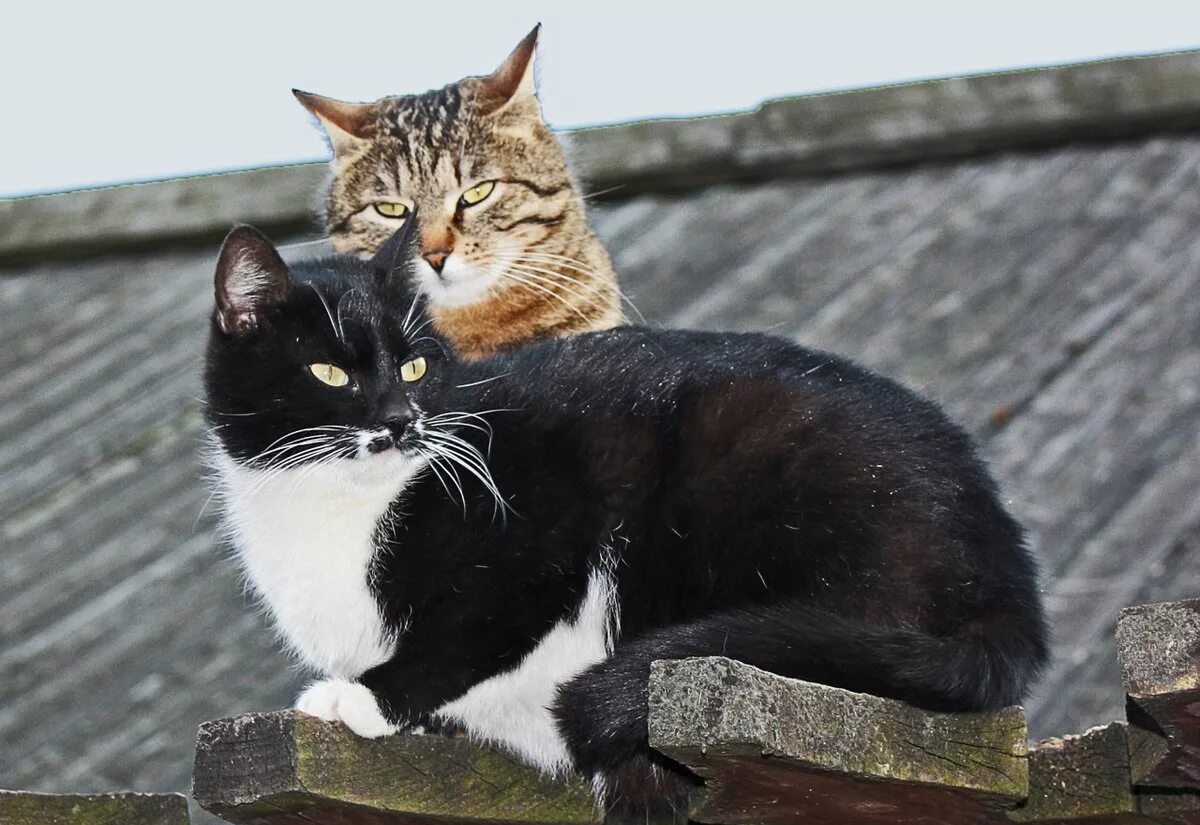 Кошачья любовь. Два кота. Мартовский кот. Брачные голоса кошек