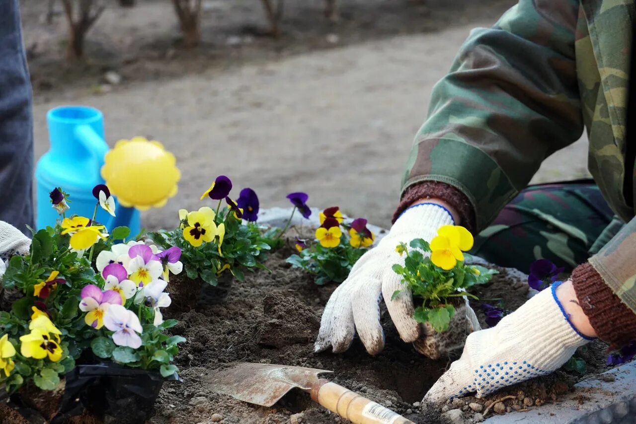 Высадка цветов на клумбы. Высадка цветов в городе. Высадка растений в цветник. Высадка цветов весной.