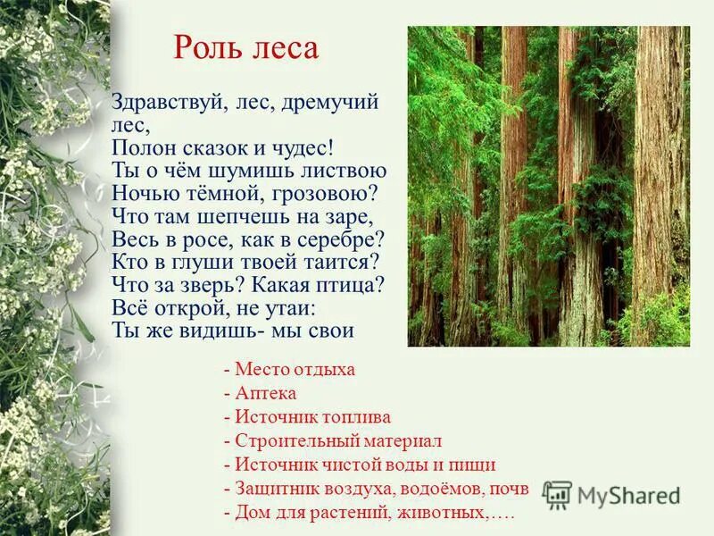 здравствуй лес дремучий лес. почему в сказках лес называют дремучим. почему в сказках лес называют дремучим. какой лес называют дремучим. стихотворение здравствуй лес.