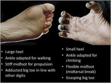 Feet vs foot