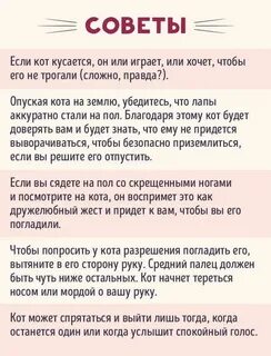 Как найти своего кота