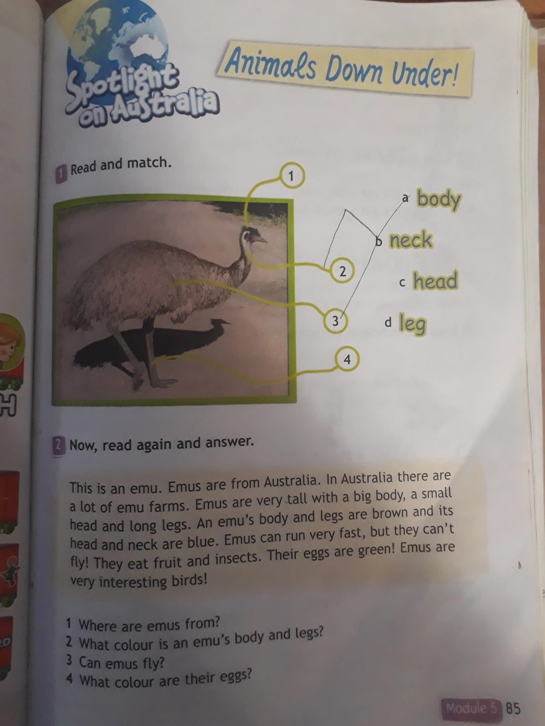 Помоги сделать домашку по английскому. Where are Emus from перевести на русский. Emu перевод. Now, read again and answer. Домашка. 3 read again and choose