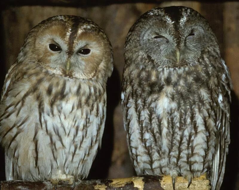 филин самка. полярная сова самец и самка. болотная неясыть. филин bubo bubo. филин самка.