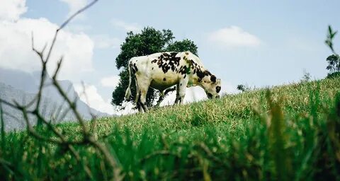 Grass feeding