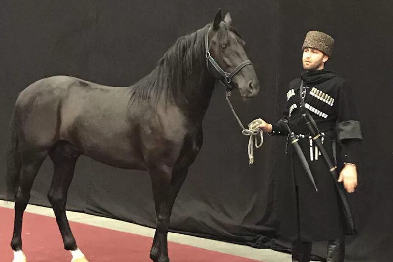 Стандарт породы кабардинская фрагмент. Шагди порода лошадей. Шагди Кабардинская порода лошадей. Кабардинец лошадь порода. Конь Шагди.