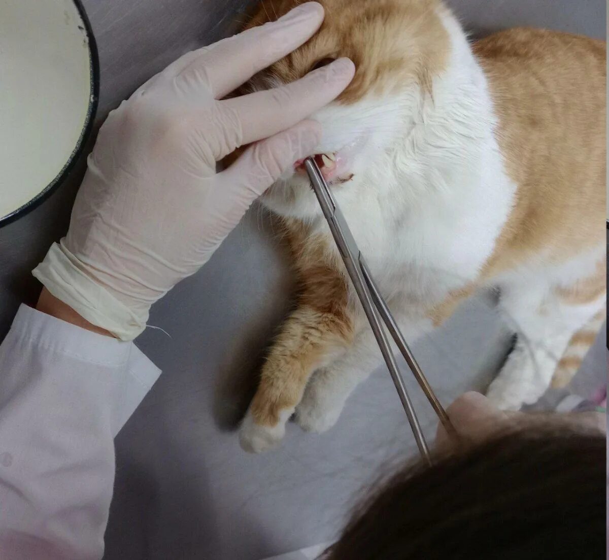 Коту вырвали зубы