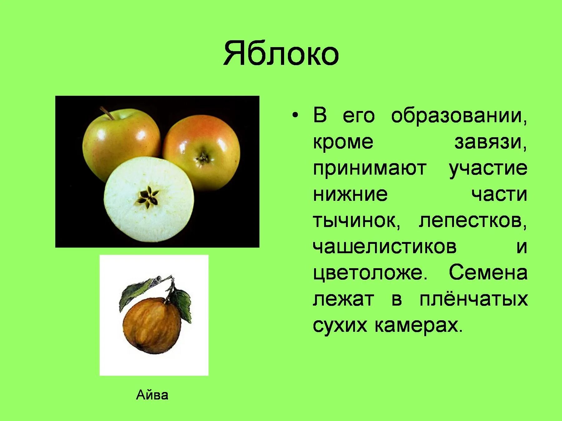 Тип плода картофеля. Яблоко (тип плода). тип плода яблони. околоплодник яблока. яблоня образование плодов.
