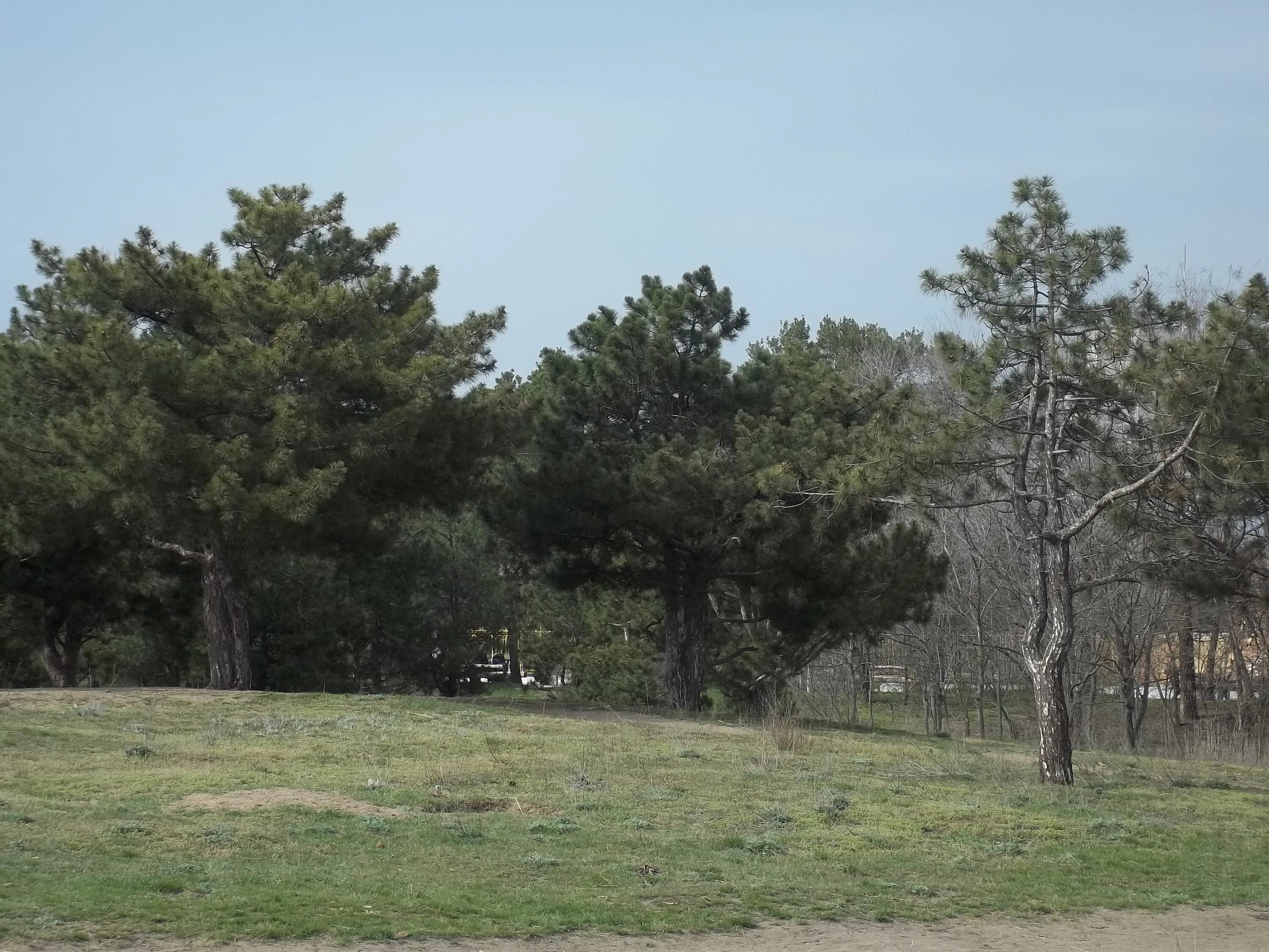 Парк леском васильево. Пикник парк шумиха. Николаев лески. Ели в парке николаева. Парк лески.