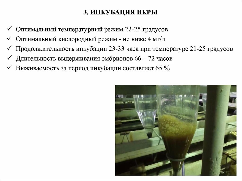 Лотки для инкубации икры форели. Инкубация икры. Инкубация икры лососевых. Аппараты для инкубации икры. Рыбопитомник тобольский.