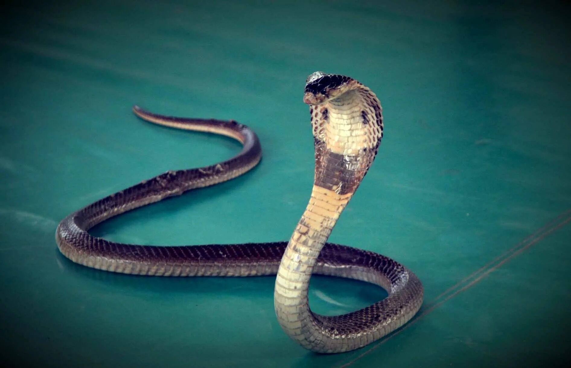 Snake class