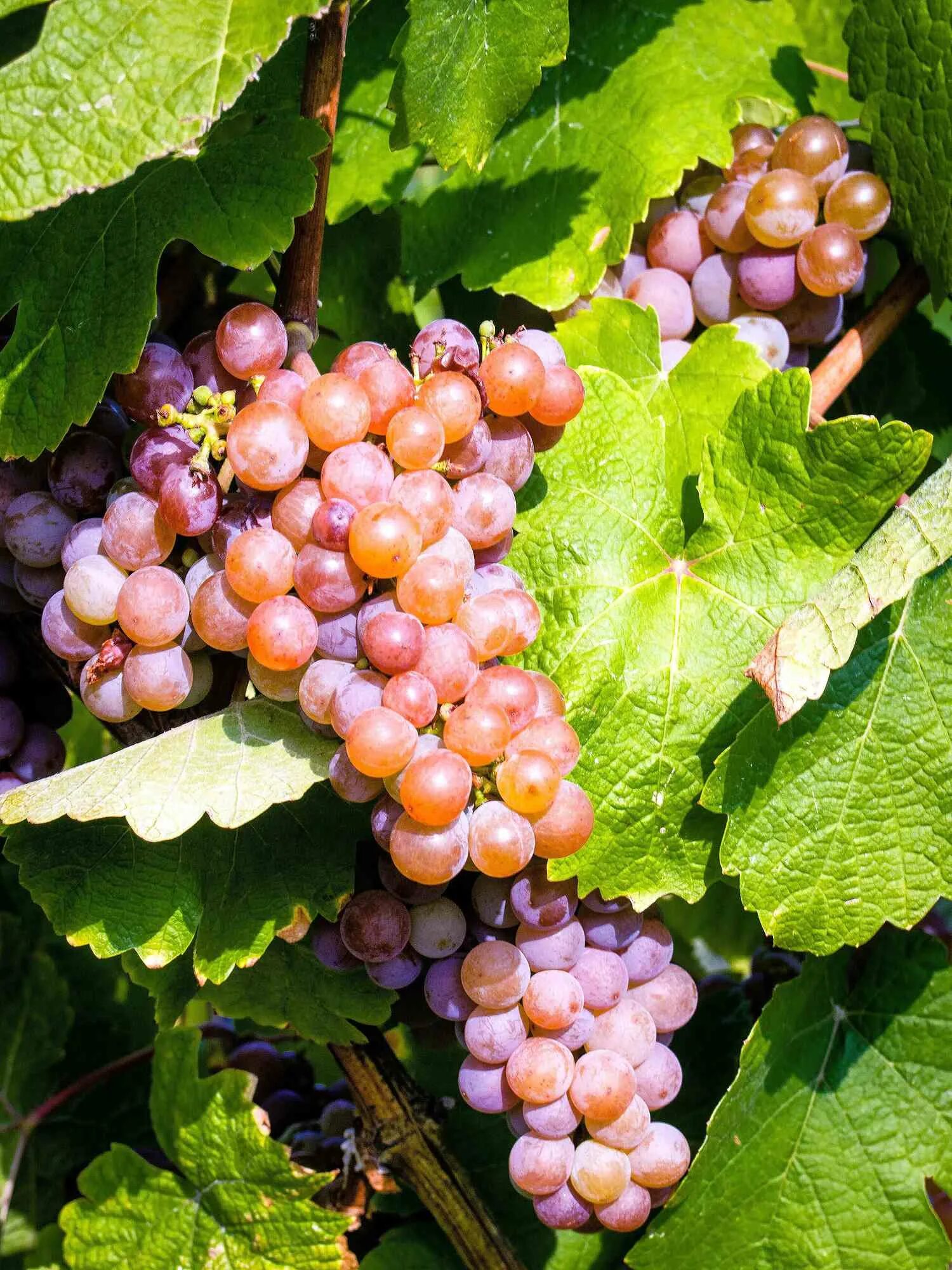 Gewurztraminer виноград. Гевюрцтраминер сорт винограда. Траминер сорт винограда. Гевюрцтраминер сорт винограда. Траминер сорт винограда.