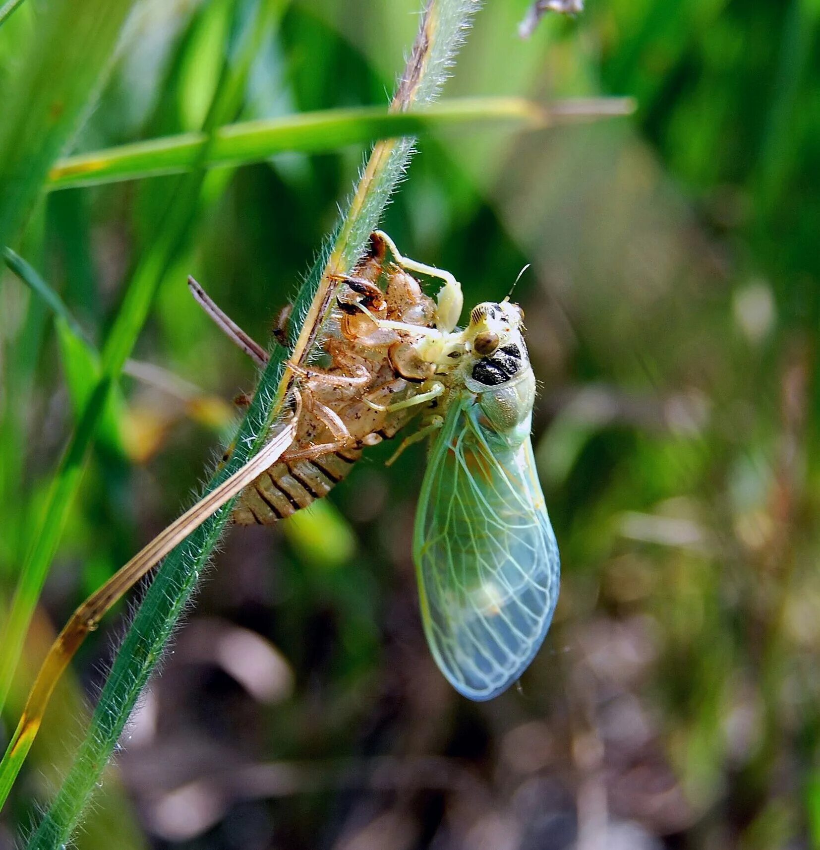 Отряд цикады представители. К какому отряду относится цикада равнокрылые. К какому отряду относится цикада равнокрылые. Отряд равнокрылые цикл развития. К какому отряду относится цикада равнокрылые.