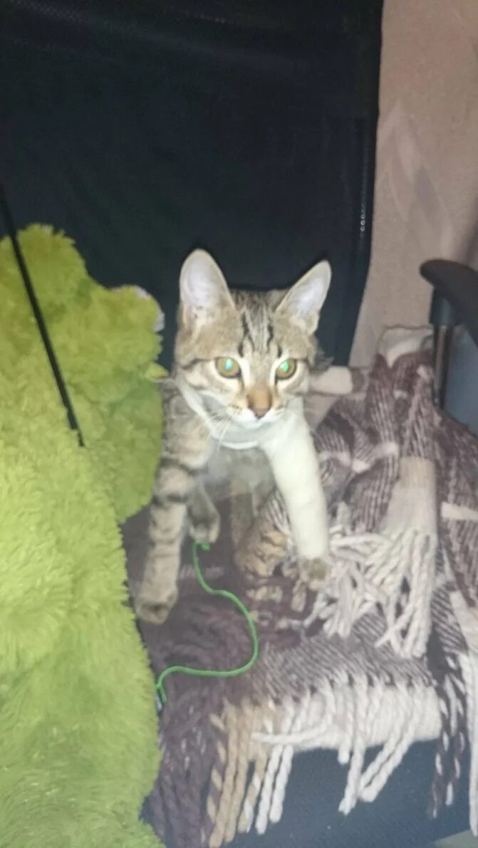 Кот со сломанной лапой. Перелом задней лапы у кота.