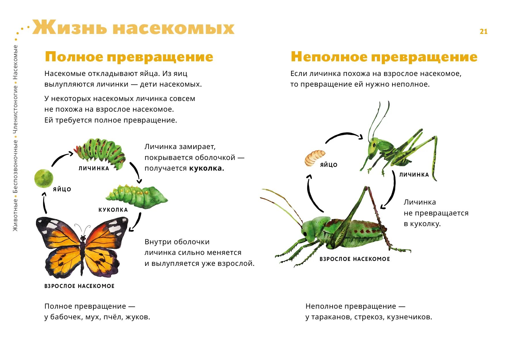 Насекомое развивающееся с неполным превращением. Жизненные циклы насекомых с полным и неполным превращением. Полное превращение и неполное превращение насекомых. Цикл развития насекомых с полным превращением. Основные стадии жизненного цикла насекомых с неполным превращением.