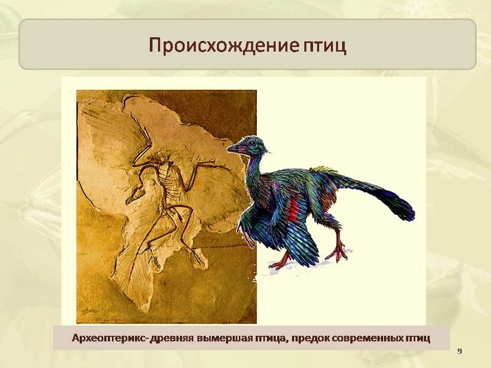 Откуда появились птицы. Археоптерикс Эволюция птиц. Древние птицы. Древняя птица Археоптерикс. Древние птицы Археоптерикс.