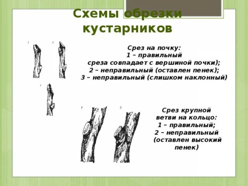 Срез почки. Правильный срез на почку. Срез на почку правильный и неправильный.