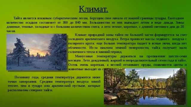 Климат тайги зоны тайги. Тайга природная зона климат. Зона тайги 4 класс. Климатические зоны России Тайга. Теплое продолжительное лето и умеренно холодная зима