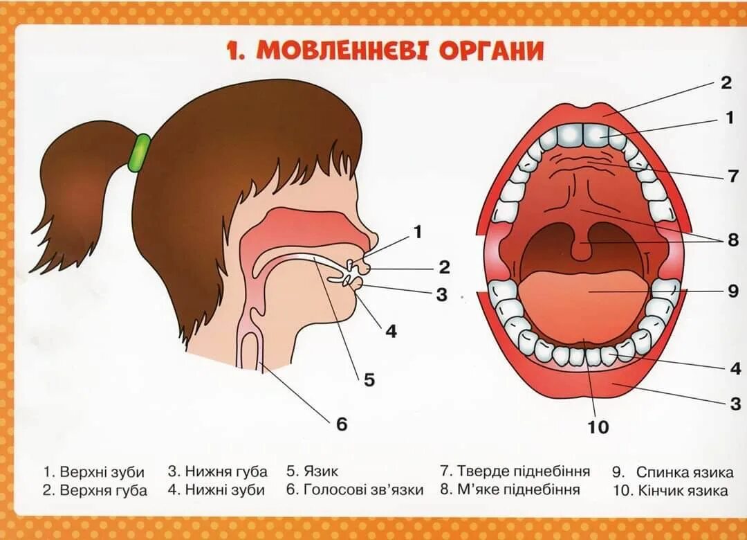 Система артикуляции. Строение артикуляционного аппарата логопедия. Органы артикуляционного аппарата схема. Строение речевого аппарата артикуляция. Строение артикуляционного аппарата анатомия.