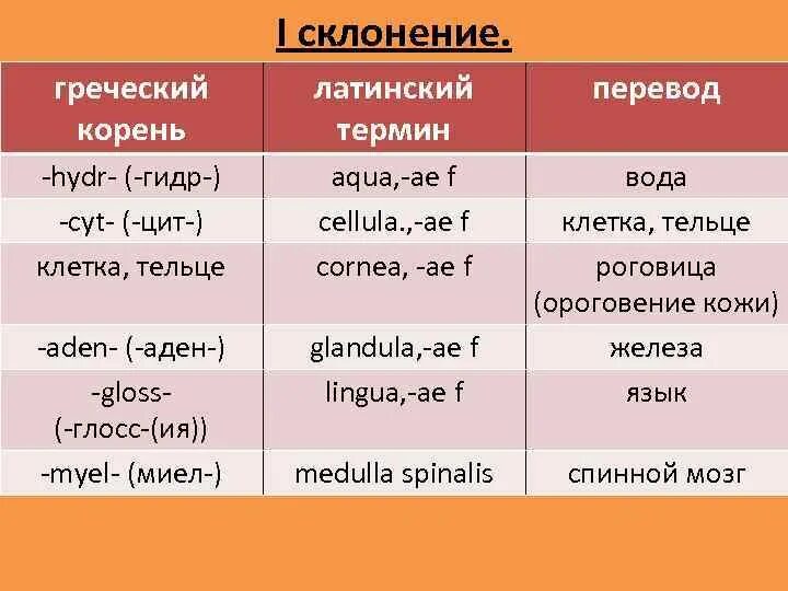 Слово латынь склонение. Греческие корни латынь. Корень латынь. Слова с греческими и латинскими корнями. Склонение вода на латинском.