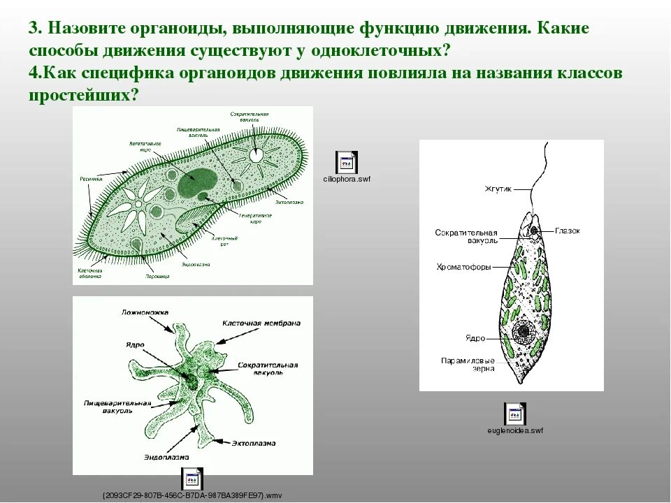 Различие простейших. Строение амебы и инфузории. Строение амебы, эвглены, инфузории.. Строение амебы эвглены зеленой и инфузории туфельки. Инфузория туфелька амеба Протей и эвглена зеленая.