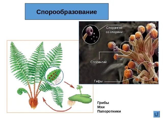 Спорообразование папоротника. Спорообразование у мхов и папоротников. Спорообразование грибы. Спорообразование папоротника бесполое. Спорообразование мейоз