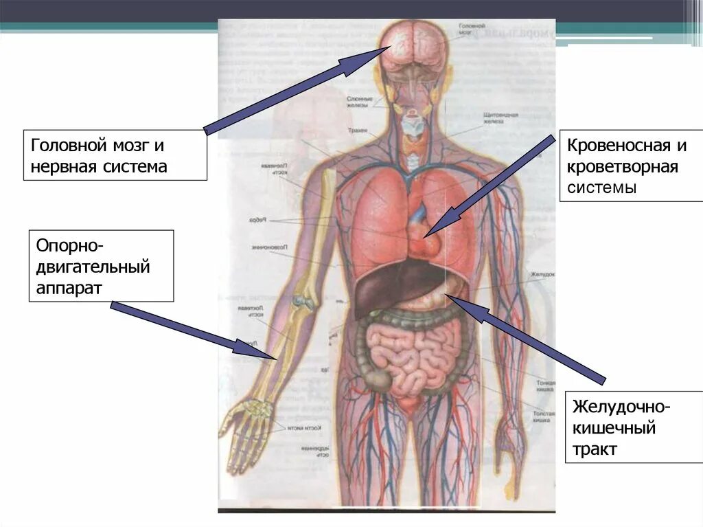 Кроветворные органы анатомия. Кроветворная система человека строение. Кровеносная и нервная система человека. Кроветворные органы человека рисунок. Какой орган кроветворный