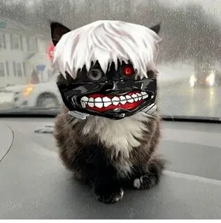 Кот дед инсайд ава
