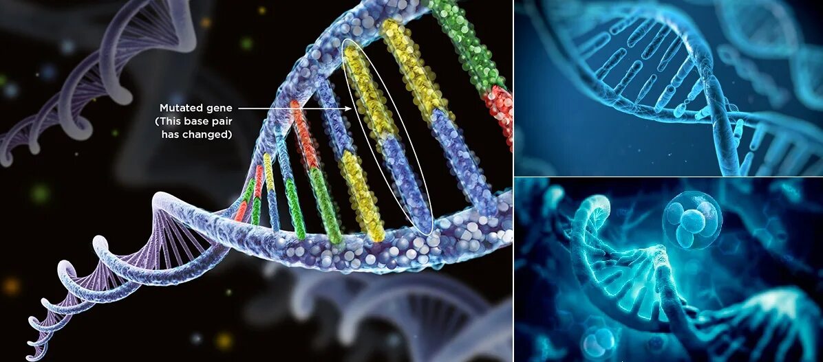 Global mutation. Мутация ДНК онкология. Метод HIRISPLEX. (Система HIRISPLEX. Слот биология генетика.