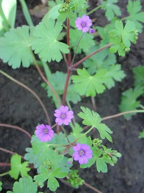 герань цветет телеграмм