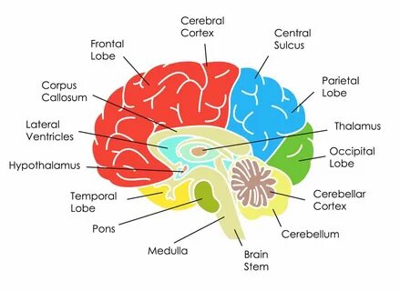 Brain examples