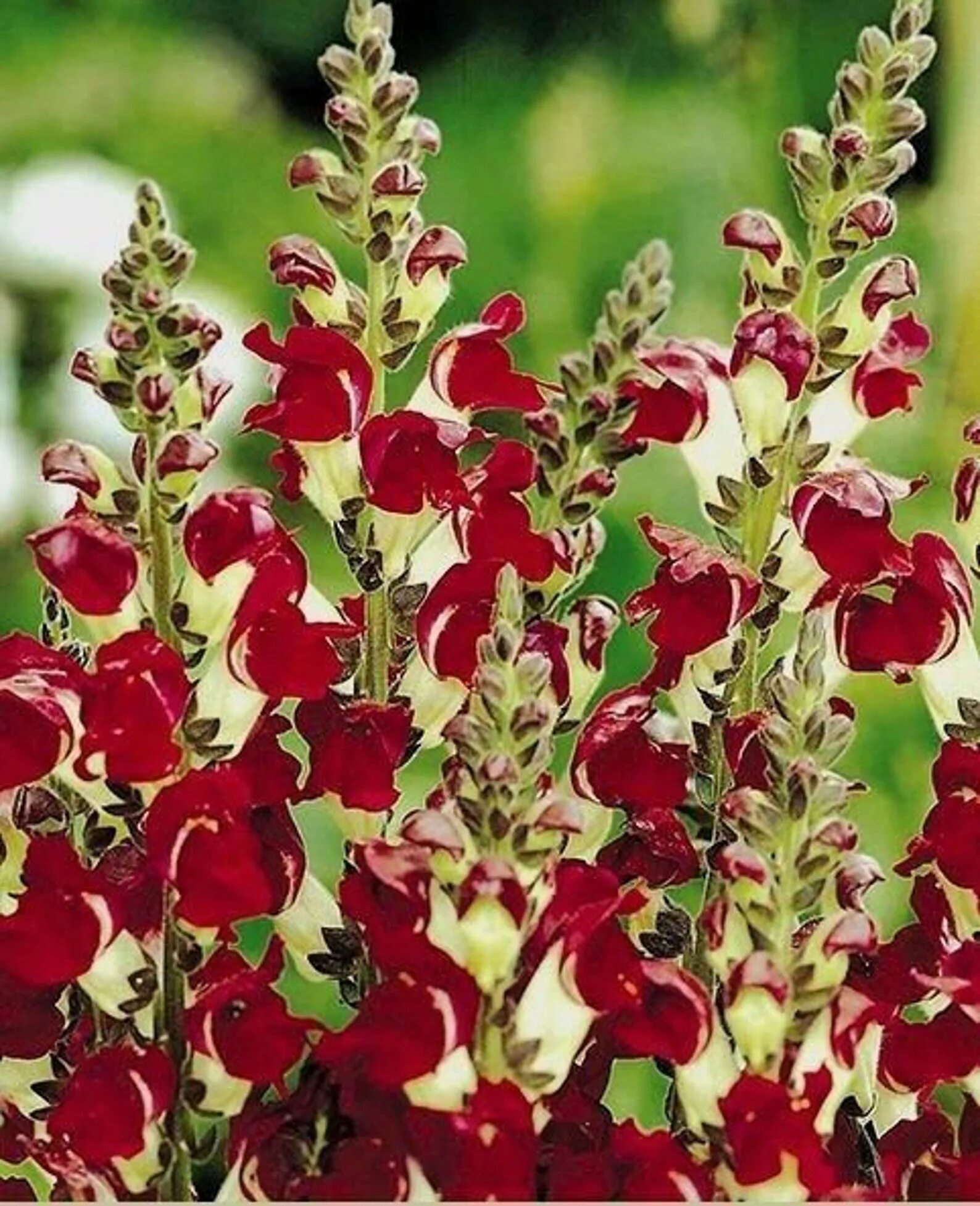 Antirrhinum majus. Антирринум ампельный. Львиный зев цветок. Антирринум (львиный зев) ночь и день. Антирринум каскадный