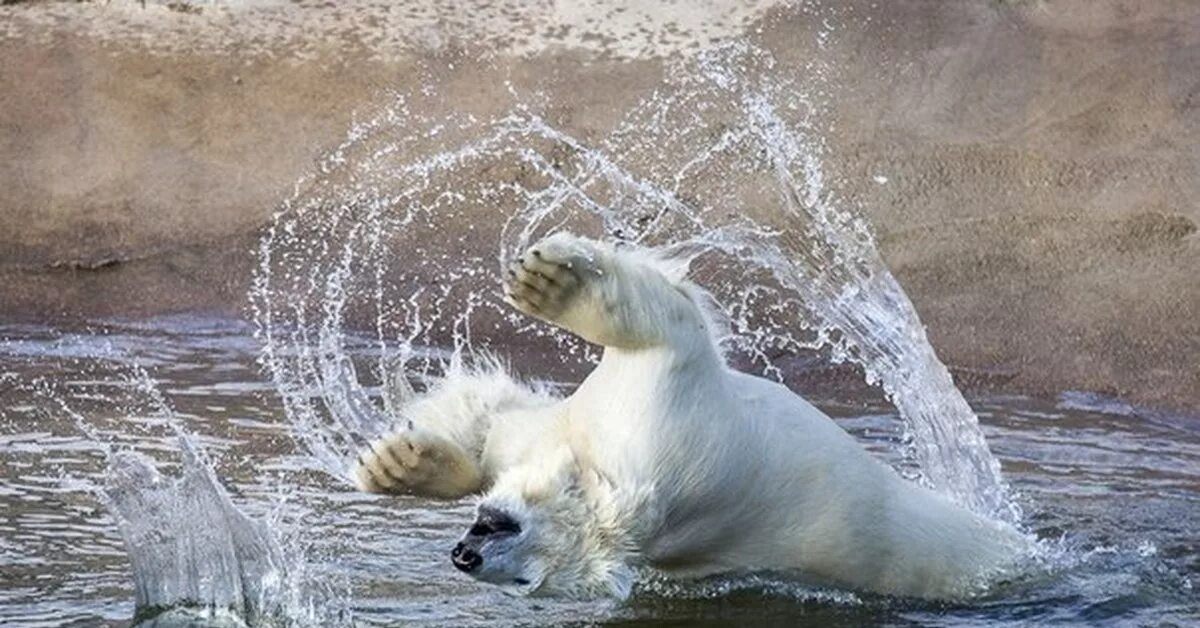 Белый медведь купается. Белый медведь плавает. Медведь купается. Животные купаются