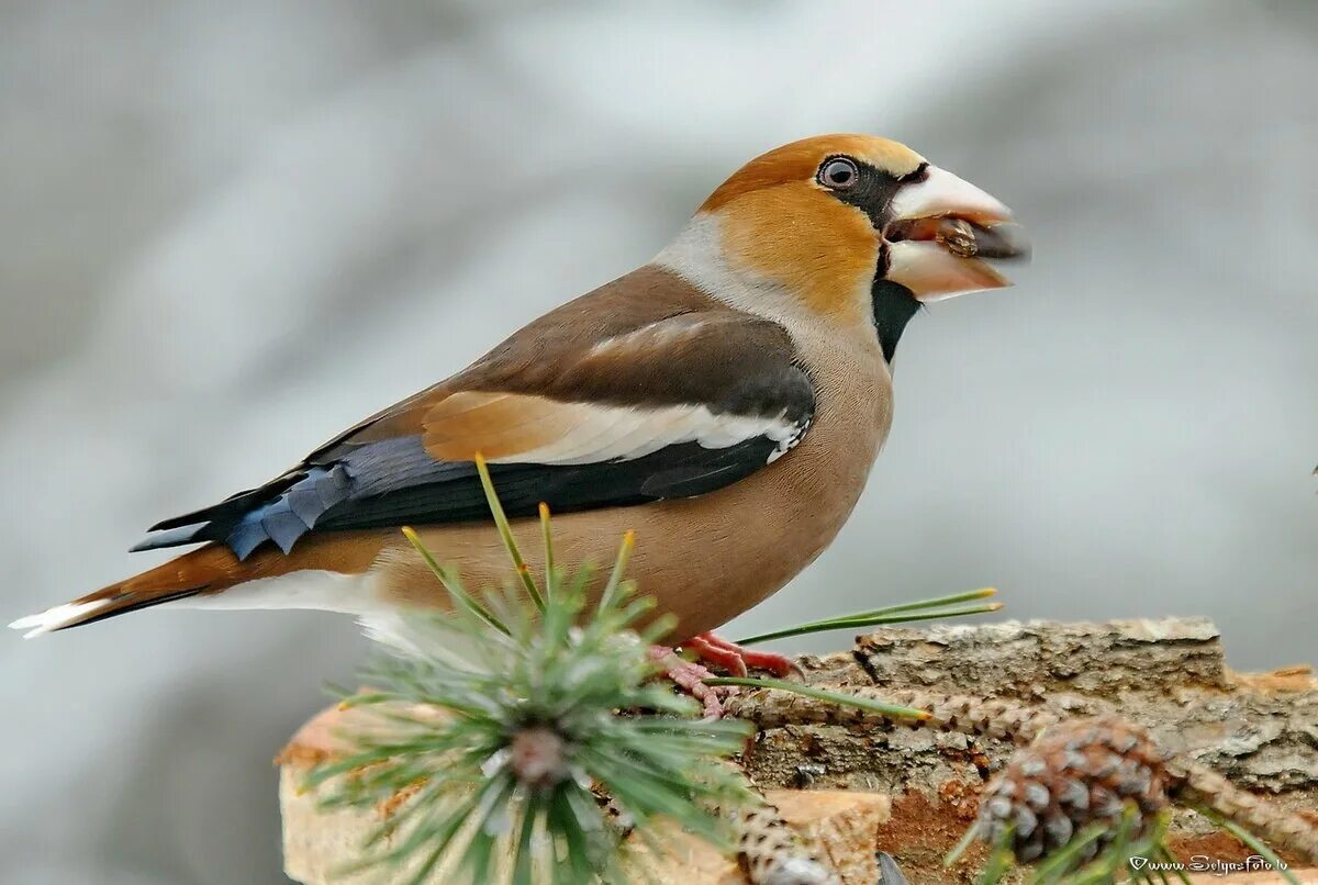 Зяблик Дубонос. Дубонос coccothraustes coccothraustes. Клест Дубонос. Обыкновенный Дубонос. Дубонос зимой