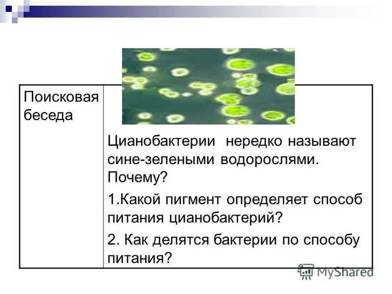 Цианобактерии относят к водорослям. Цианобактерии Тип питания. Цианобактерии способ питания. Способы питания бактерий цианобактерии. Цианобактерия Тип питания.