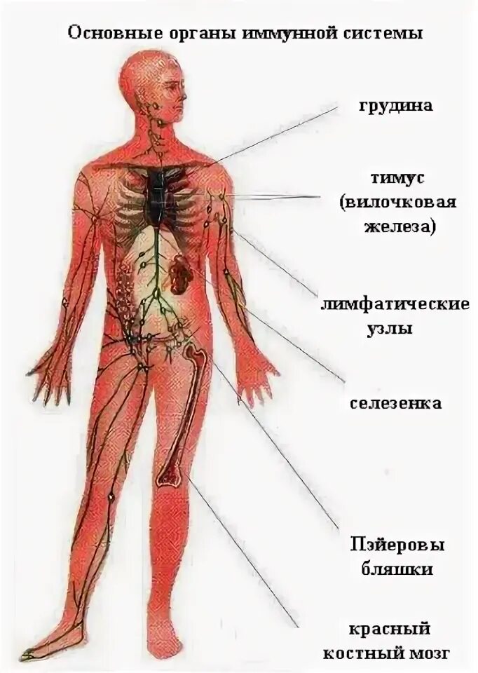 Какие структуры человеческого организма составляют систему иммунитета. Какие структуры человеческого организма составляют систему иммунитета