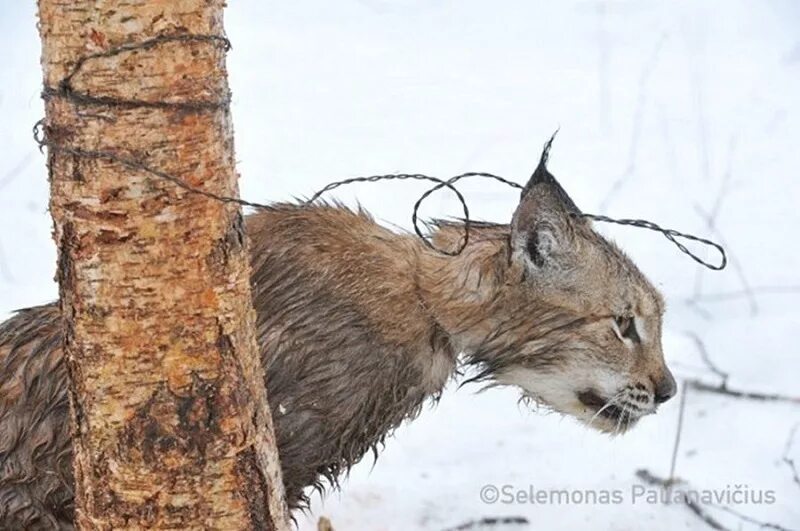 Ловля животных. Ловушка для кролика. Ловля животных. Ловля животных. Медведь охотится на рыбу.