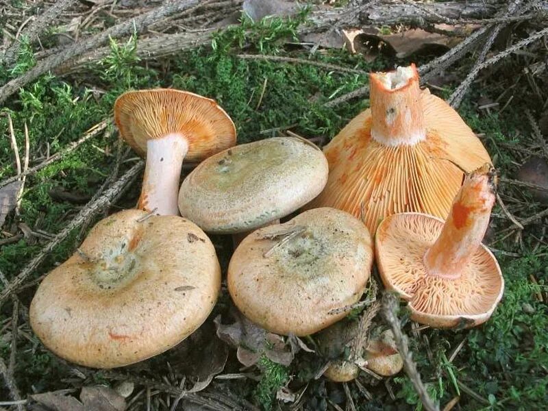 Покажи рыжика. Рыжик еловый (Lactarius deterrimus). Рыжик еловый/еловик (Lactarius deterrimus);. Рыжики пластинчатые грибы. Груздь еловик гриб.