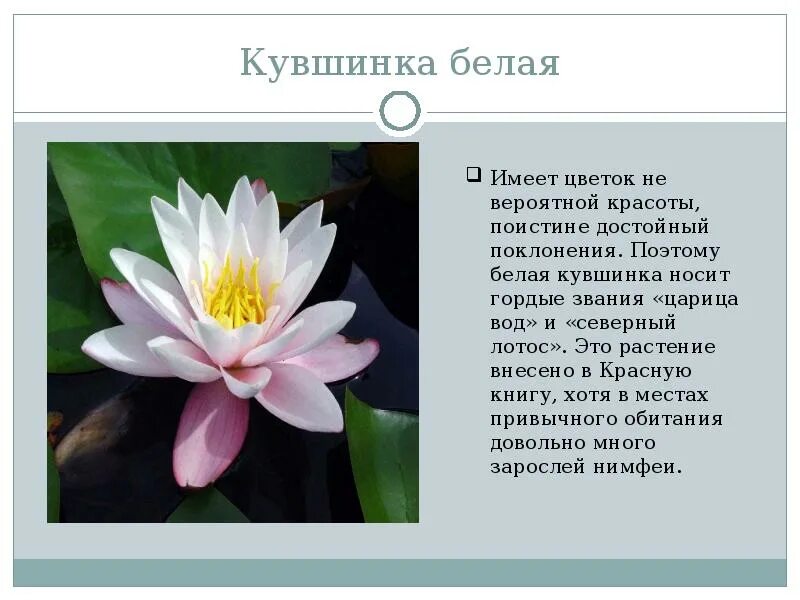 Презентация "Красная книга" - начальные классы, презентации