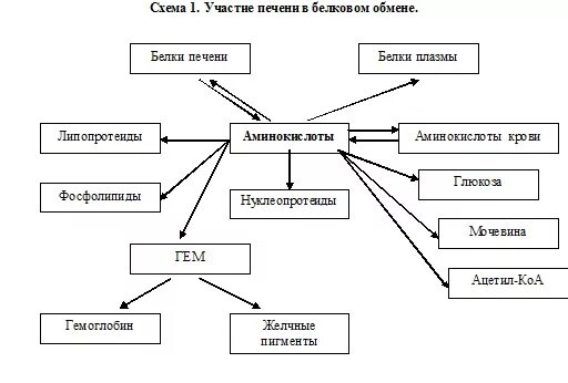 Роль печени в белковом обмене схема. Роль печени в метаболизме белков. Участие печени в белковом обмене схема. Роль печени в углеводном обмене схема. Участвует в белковом обмене