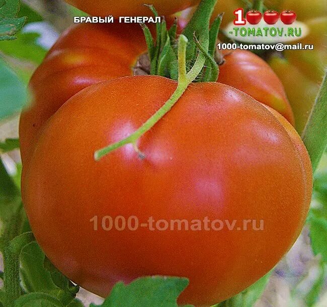 Томат Бравый Генерал - Семена Томатов