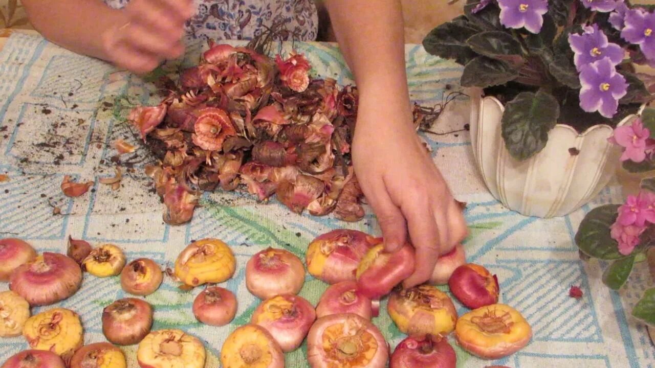 Как хранить луковицы гладиолусов. Гладиолусы на зиму. обработка гладиолусов на зиму. луковицы гладиолусов подготовка к хранению на зиму. подготовка и хранение гладиолусов зимой..