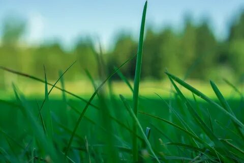 Grass трава